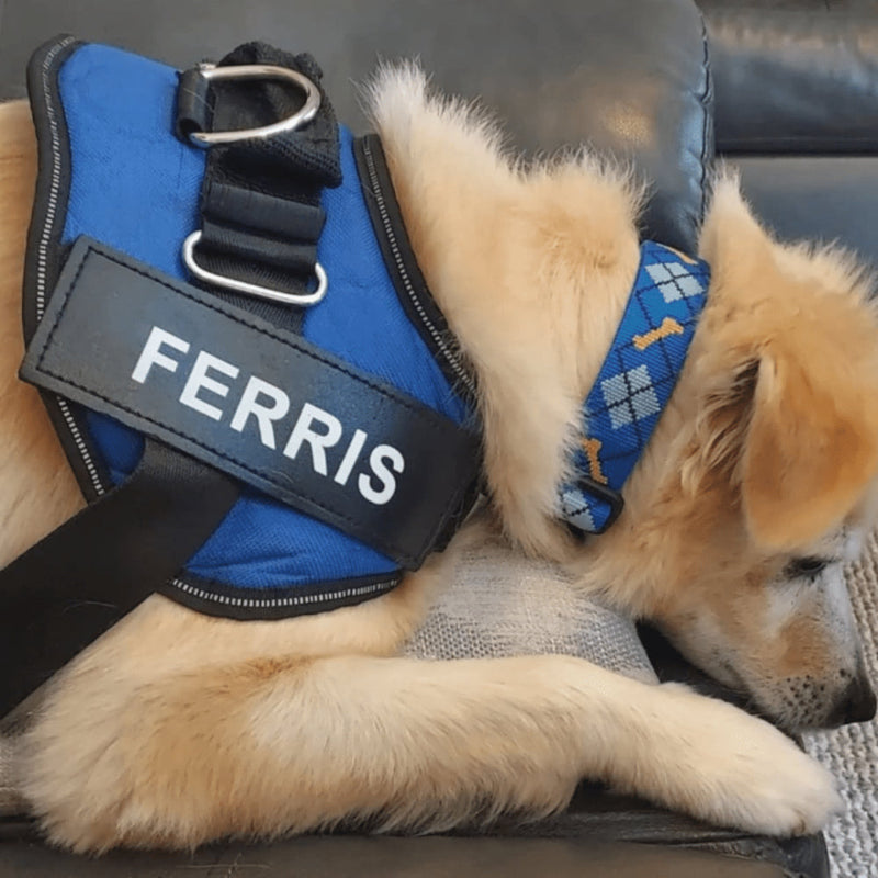 Peitoral Ajustável PetBelt  para Cachorros – Conforto, Segurança e Nome Personalizável!